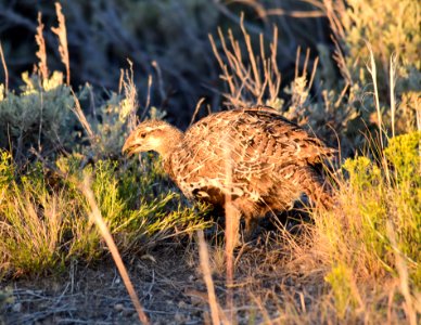 Greater sage-grouse at Seedskadee National Wildlife Refge