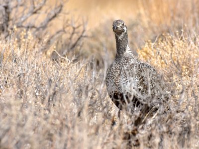 Greater sage-grouse at Seedskadee National Wildlife Refuge