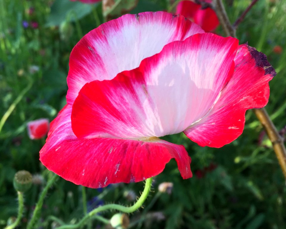 2019/365/227 Perfecting The Poppies
