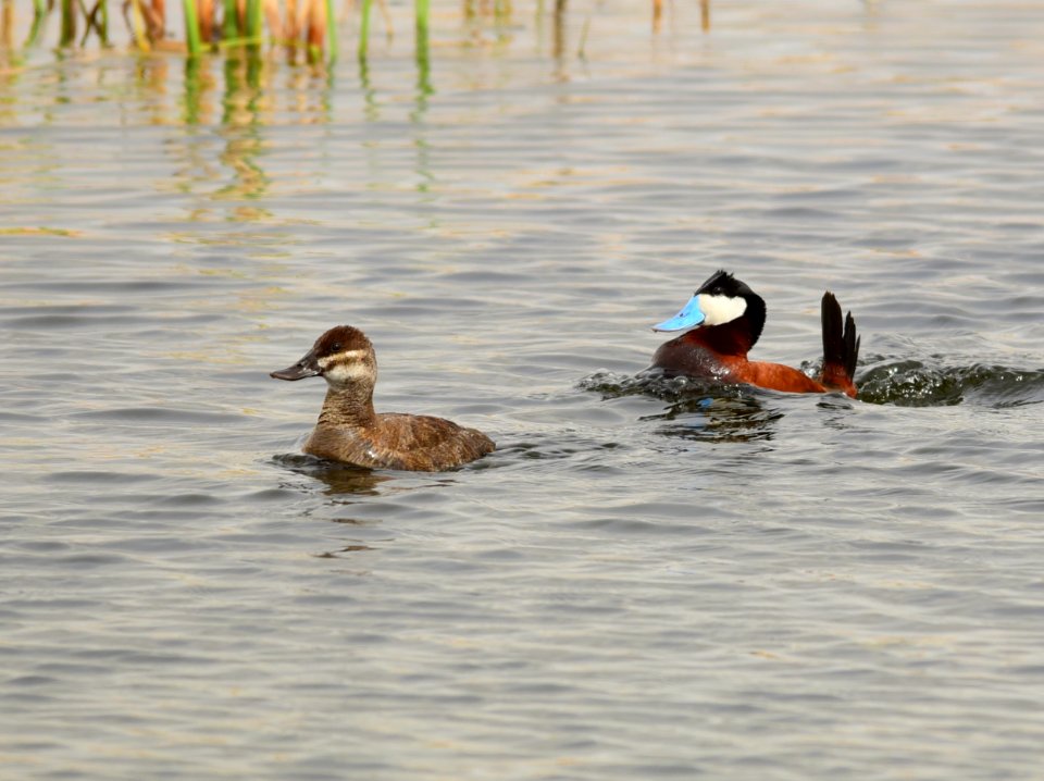 Ruddy duck at Seedskadee National Wildlife Refuge