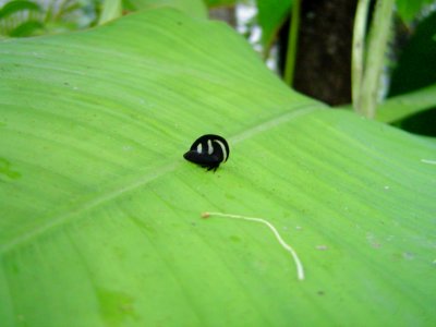 Little thing in a leaf