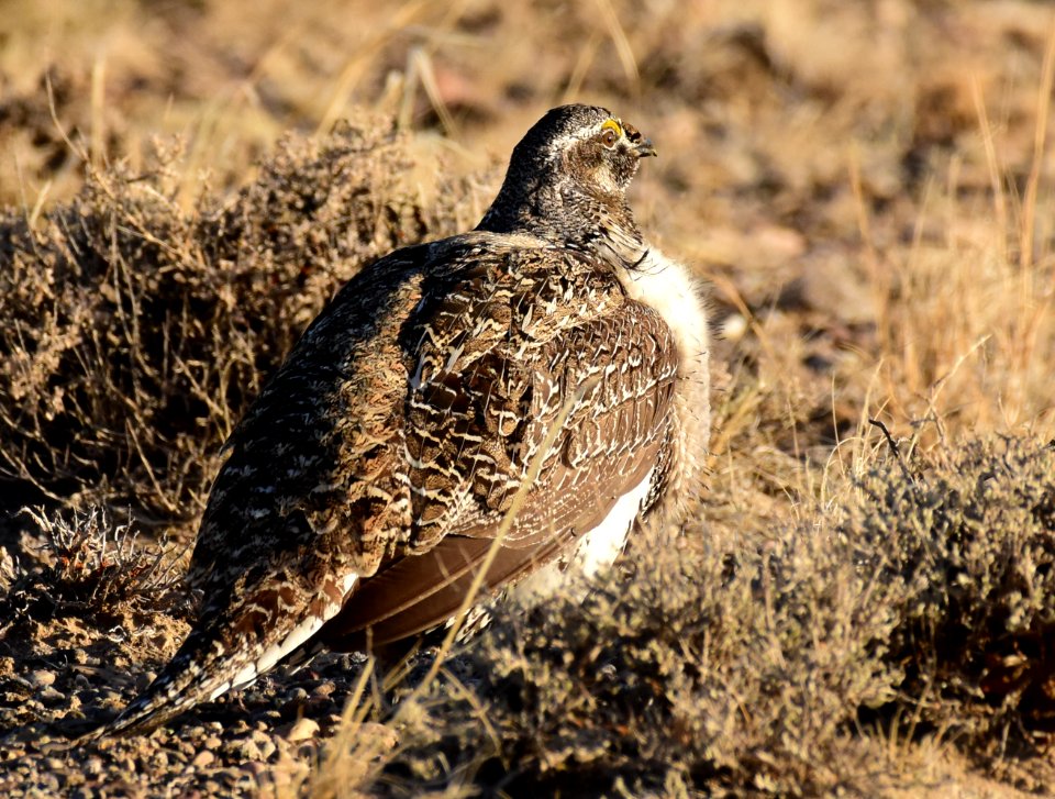 Greater sage-grouse at Seedskadee National Wildlife Refuge