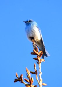 Mountain bluebird at Seedskadee National Wildlife Refuge