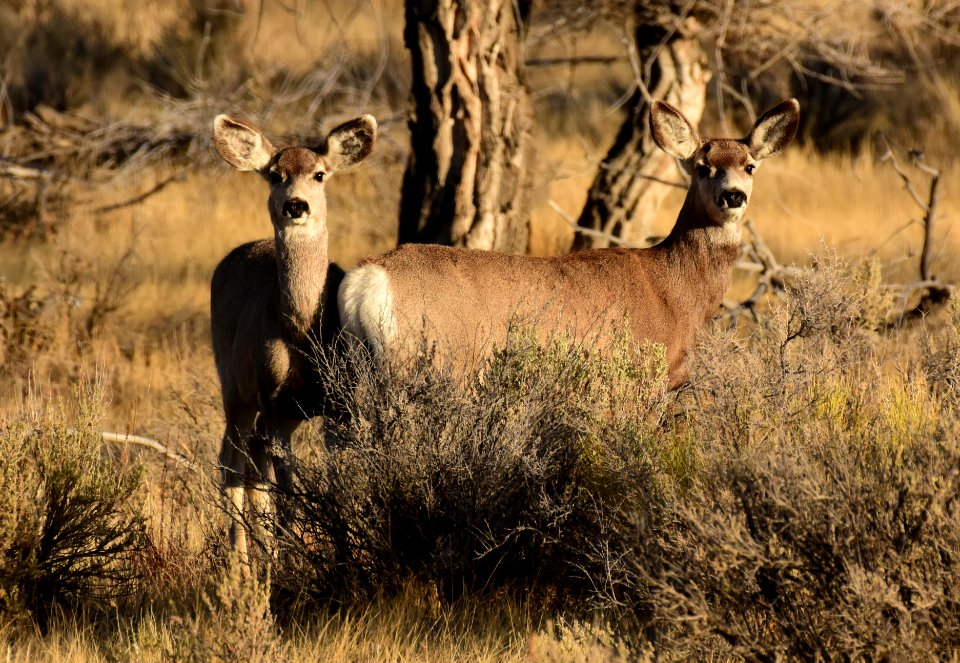 Mule deer at Seedskadee National Wildlife Refuge