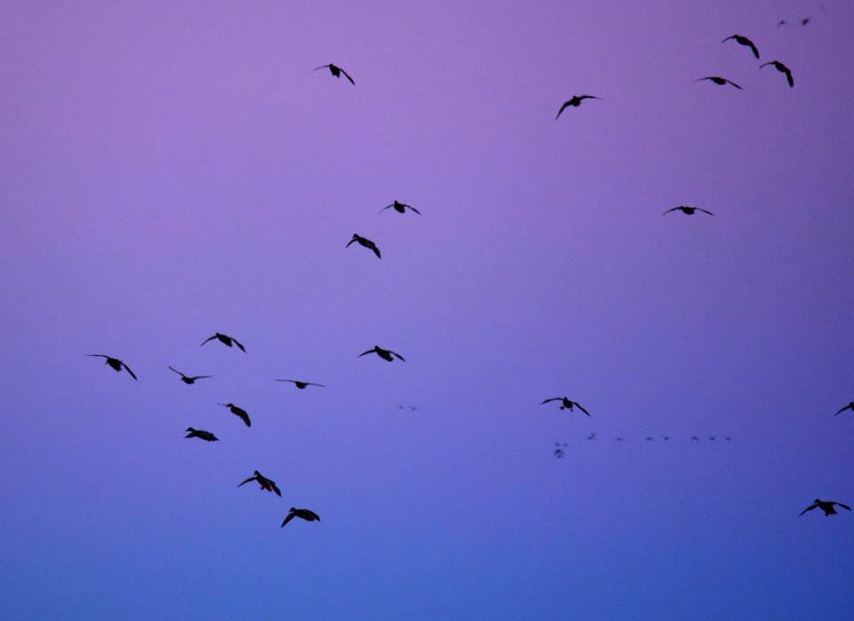 Twilight Mallards