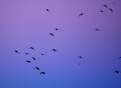 Twilight Mallards photo