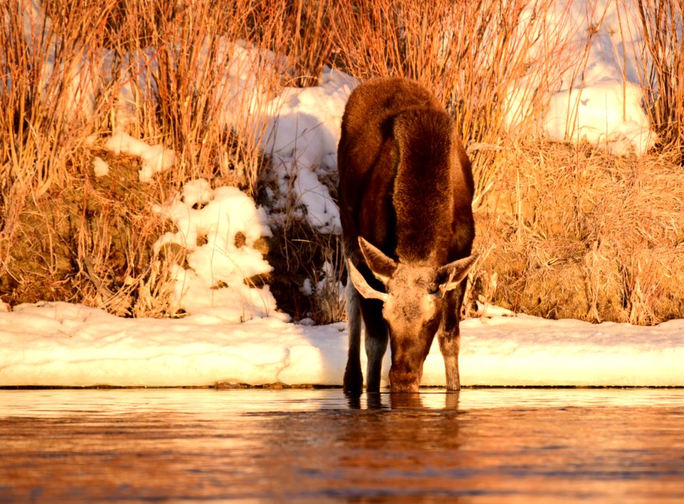 Moose at Seedskadee National Wildlife Refuge