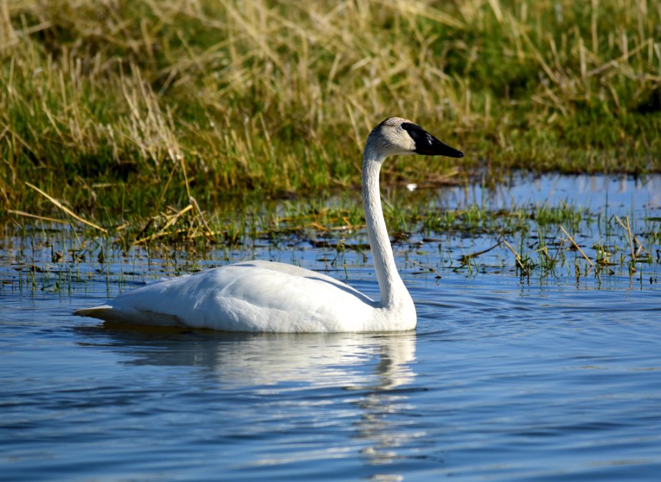 Trumpeter swan at Seedskadee National Wildlife Refuge