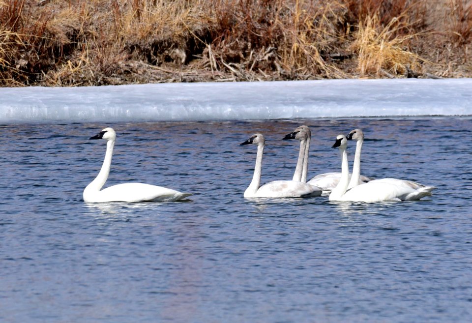 Trumpeter swan family group at Seedskadee National Wildlife Refuge