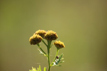 Meadow spider webs flowers