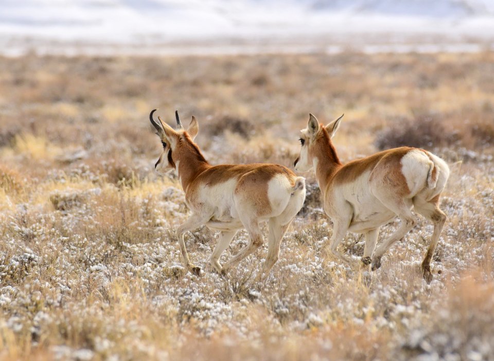 Pronghorn at Seedskadee National Wildlife Refuge