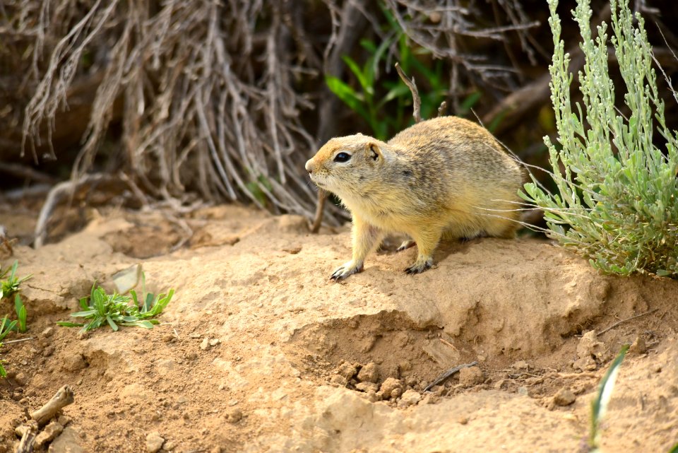 Wyoming ground squirrel at Arapaho National Wildlife Refuge
