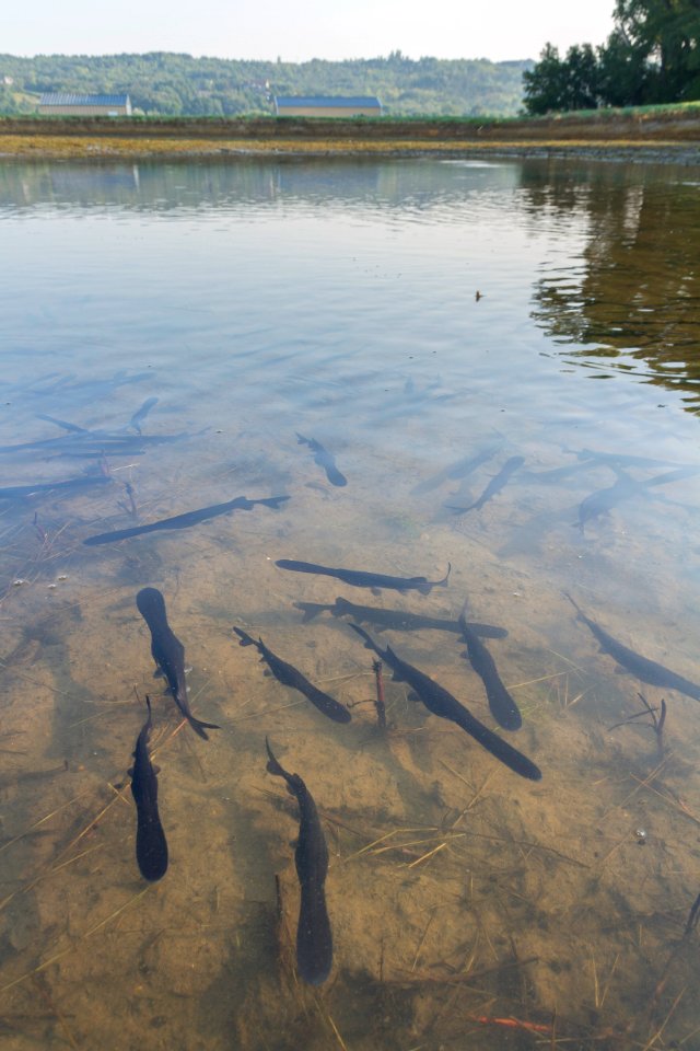 Paddlefish in a hatchery pond