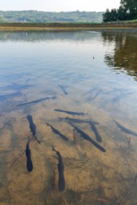 Paddlefish in a hatchery pond photo