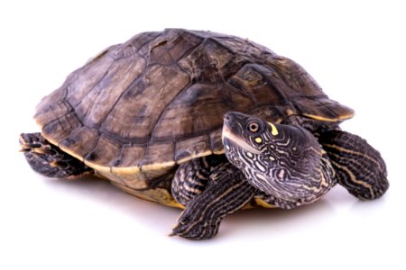 Ouachita Map Turtle (Graptemys ouachitensis) photo