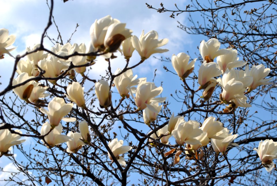 Yeouido Flower Festival