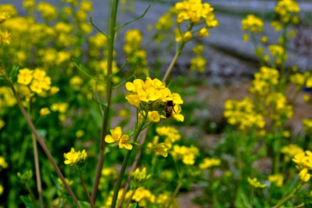 Spring in Korea