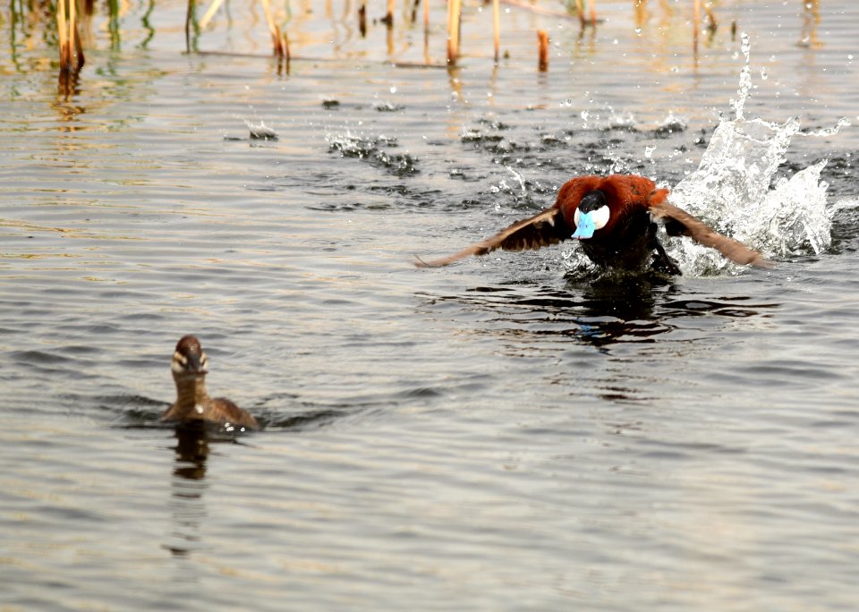 Ruddy duck at Seedskadee National Wildlife Refuge