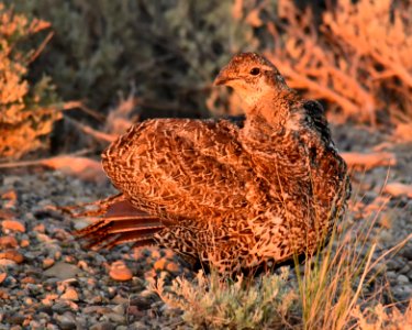 Greater sage-grouse at Seedskadee National Wildlife Refuge photo