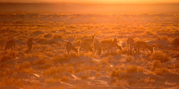 Pronghorn on Seedskadee National Wildlife Refuge