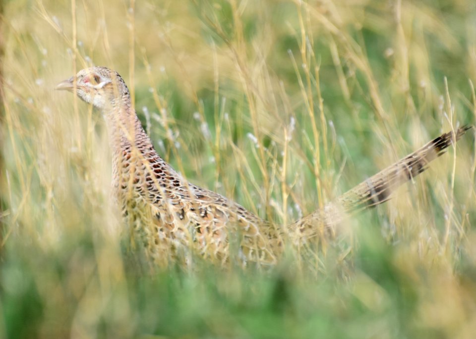 Ring-necked pheasant at LaCreek National Wildlife Refuge