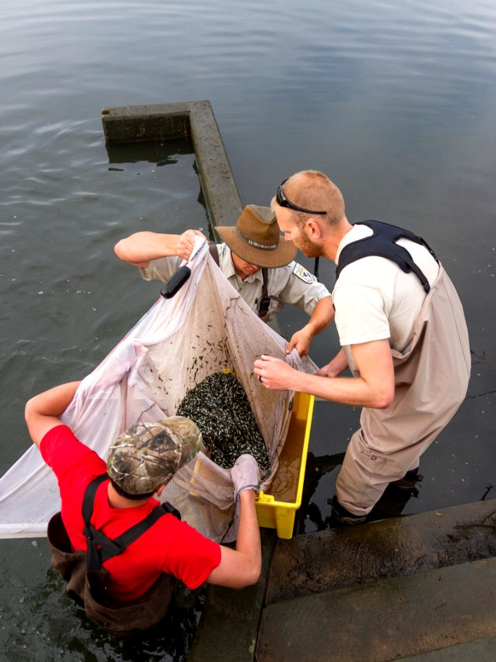 Harvesting yellow perch photo