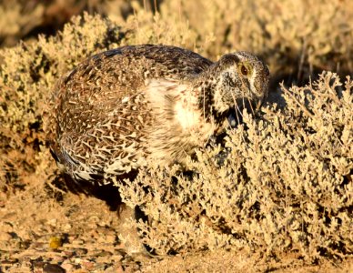 Greater sage-grouse at Seedskadee National Wildlife Refuge