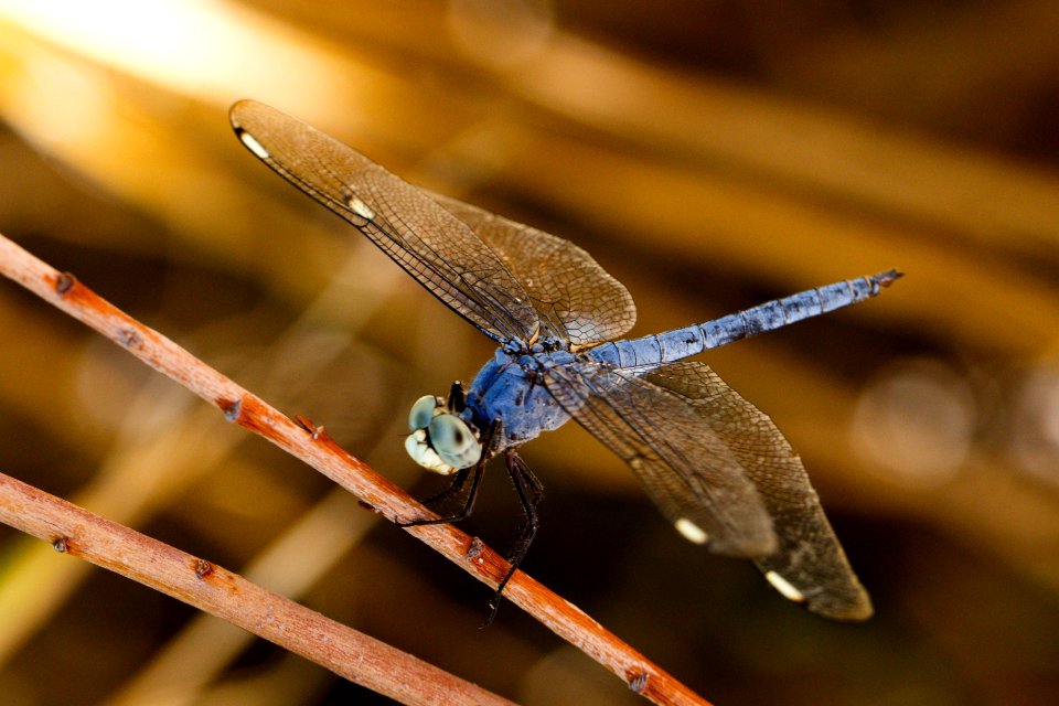 Dragonfly #1 at Coachella Valley