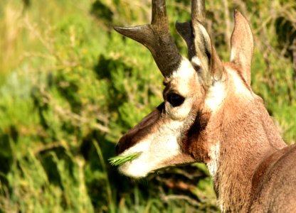 Pronghorn at Arapaho National Wildlife Refuge