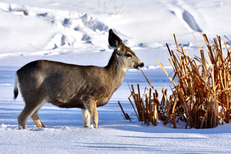 National Elk Refuge photo