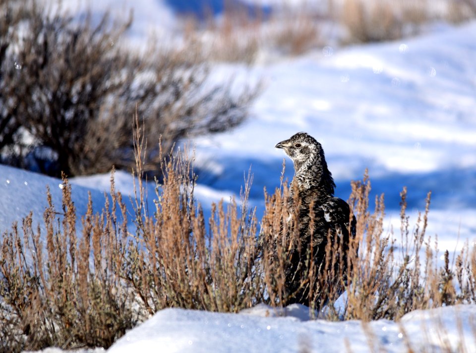 Greater sage-grouse on Seedskadee National Wildlife Refuge