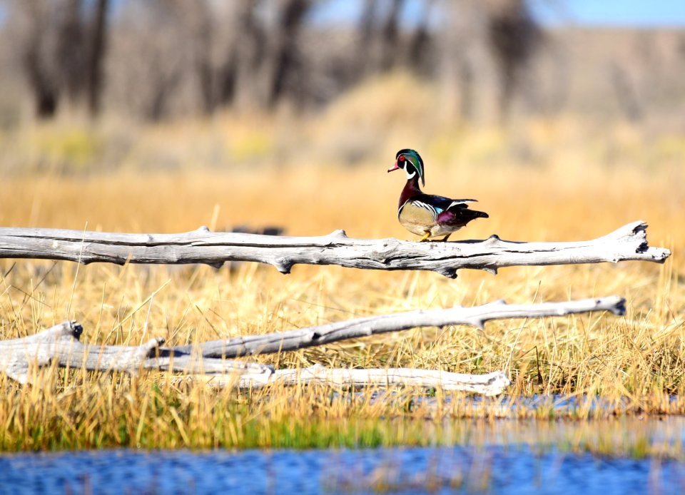Wood duck at Seedskadee National Wildlife Refuge