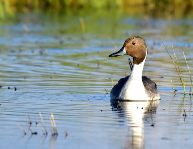 Northern pintail at Seedskadee National Wildlife Refuge