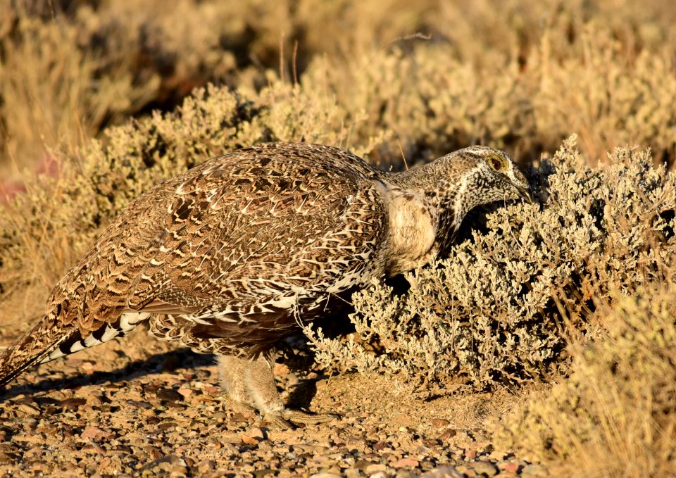 Greater sage-grouse at Seedskadee National Wildlife Refuge