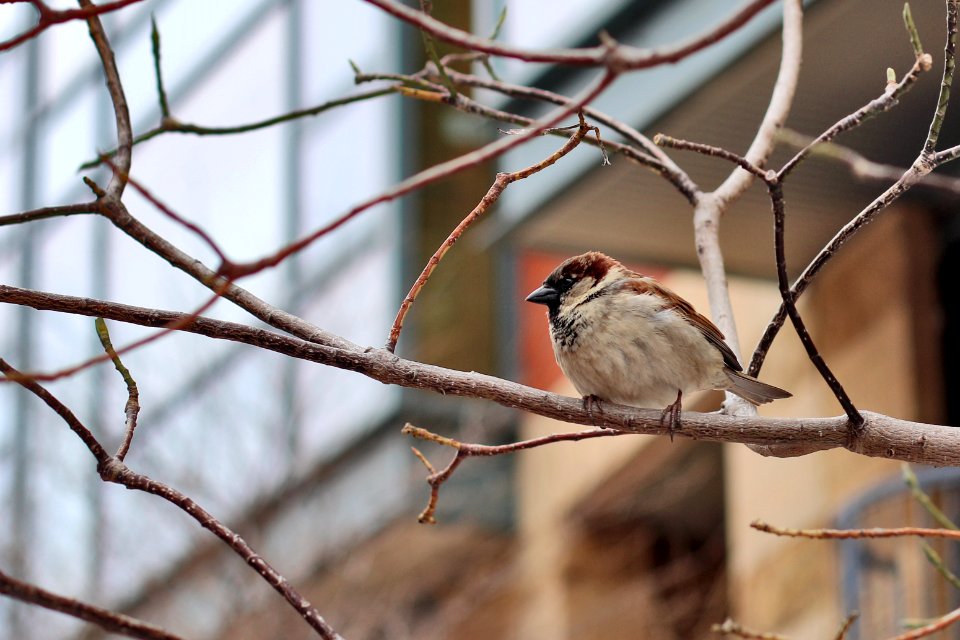 Bird of Spring photo