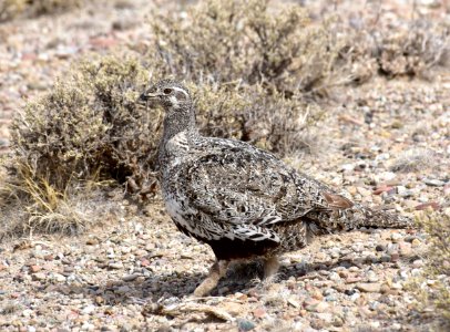 Greater sage-grouse at Seedskadee National Wildlife Refuge