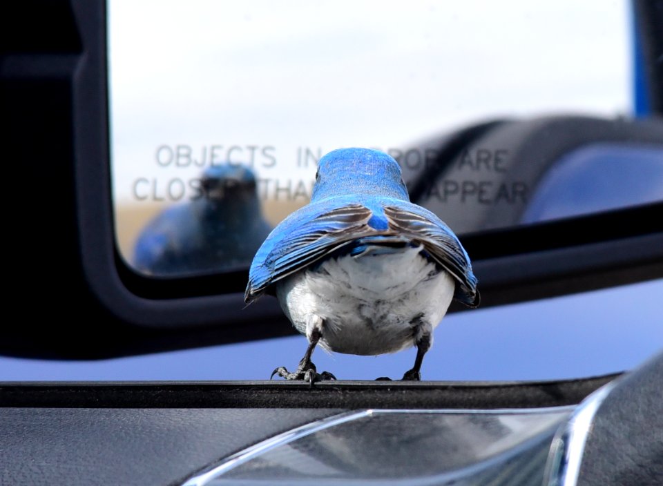 Mountain bluebird at Seedskadee National Wildlife Refuge