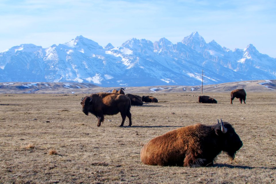 Bison on the National Elk Refuge