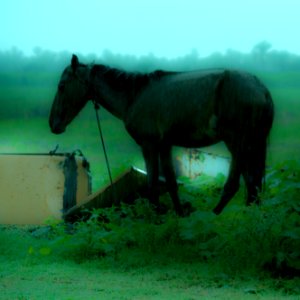 Cavalinho na chuva
