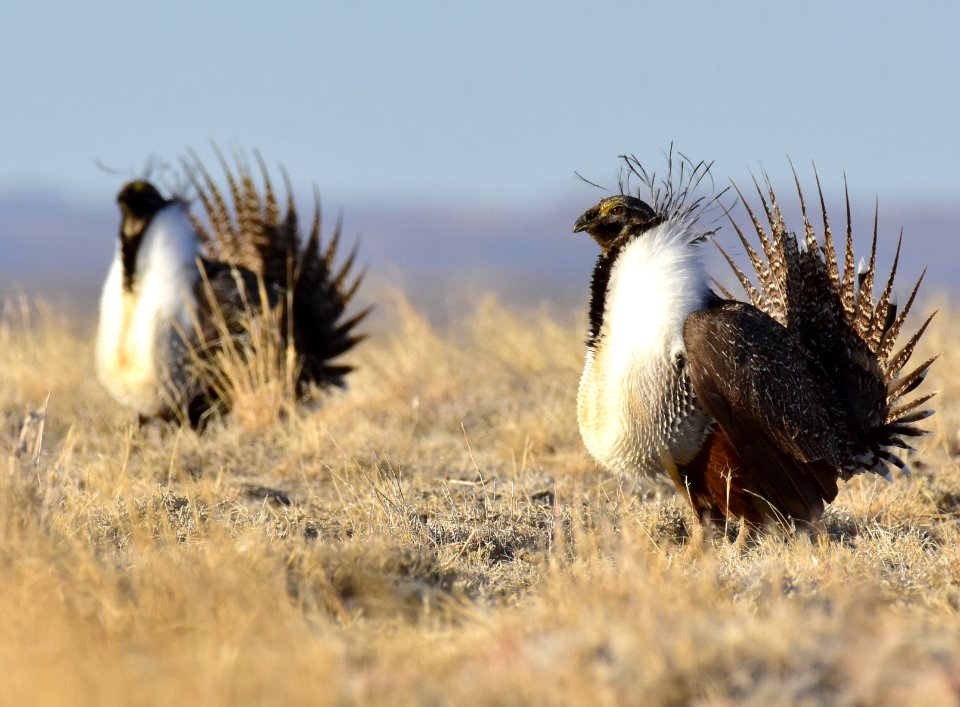 Greater sage-grouse near Seedskadee National Wildlife Refuge