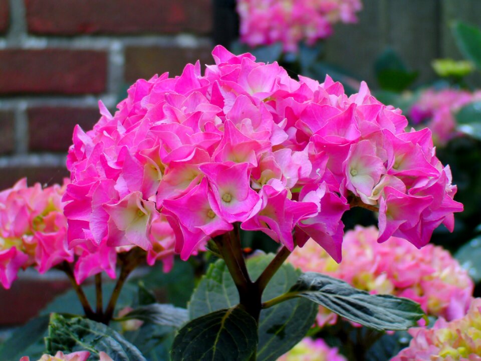 Flowers garden plant bloom