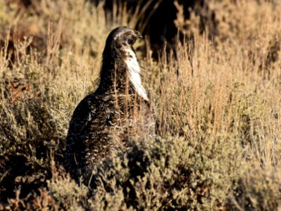 Greater sage-grouse at Seedskadee National Wildlife Refuge