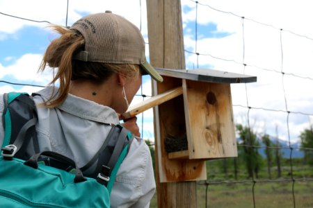 Mountain Bluebird Nestbox Trail Project photo