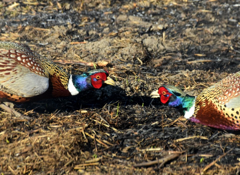 Ring-necked pheasant at LaCreek National Wildlife Refuge