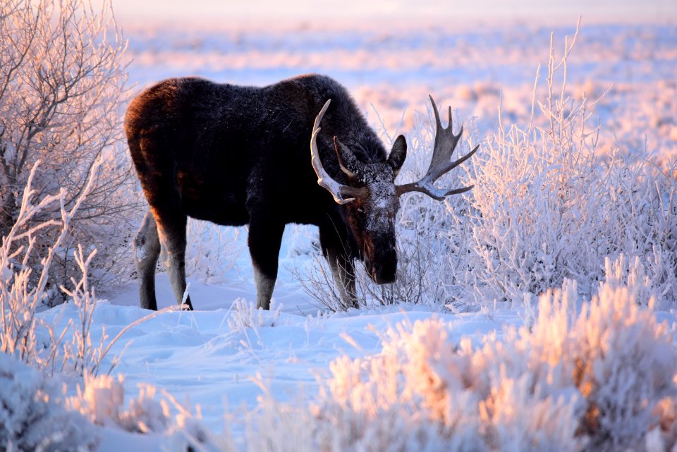 Moose at Seedskadee National Wildlife Refuge