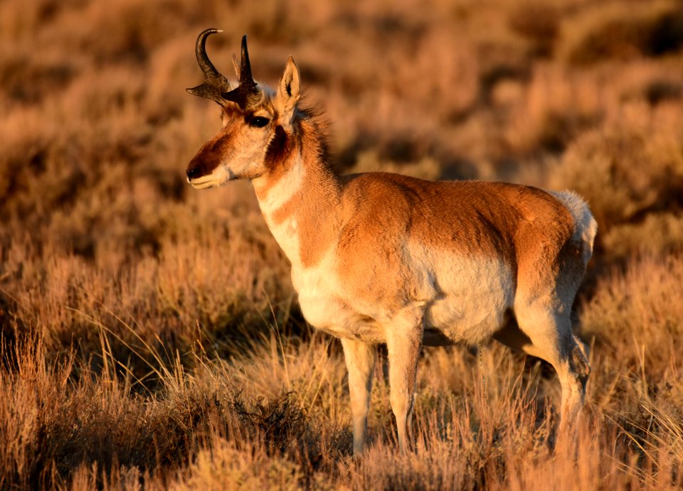 Pronghorn at Seedskadee National Wildlife Refuge