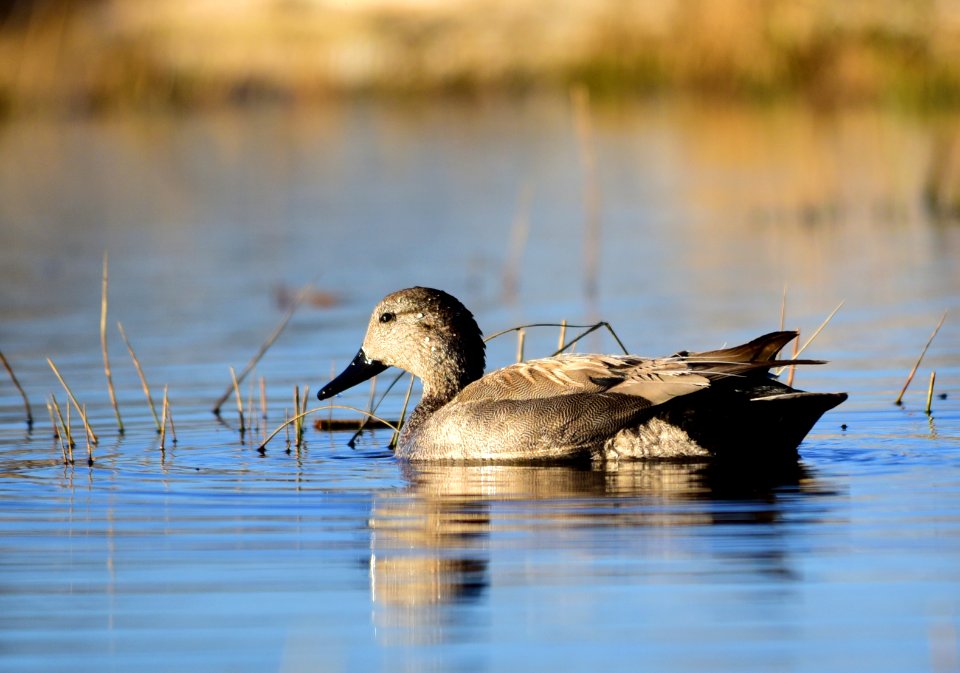 Gadwall at Seedskadee National Wildlife Refuge