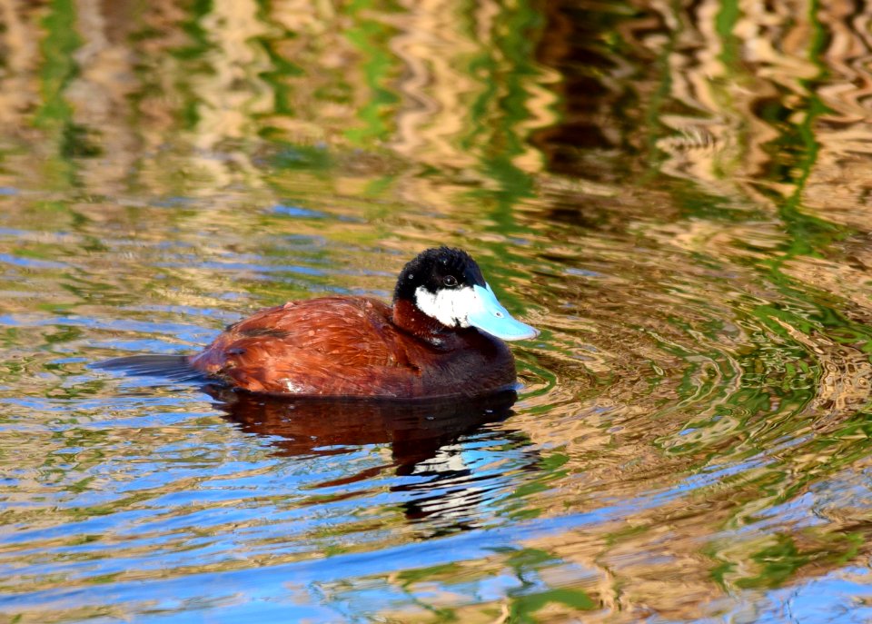 Ruddy duck at Seedskadee National Wildlife Refuge