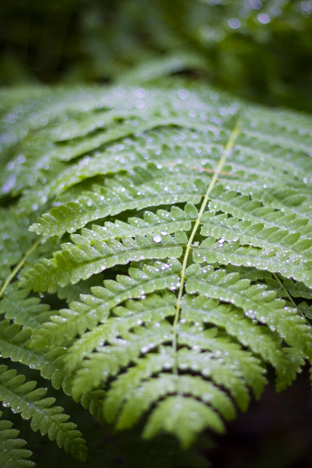 Forest leaf plant