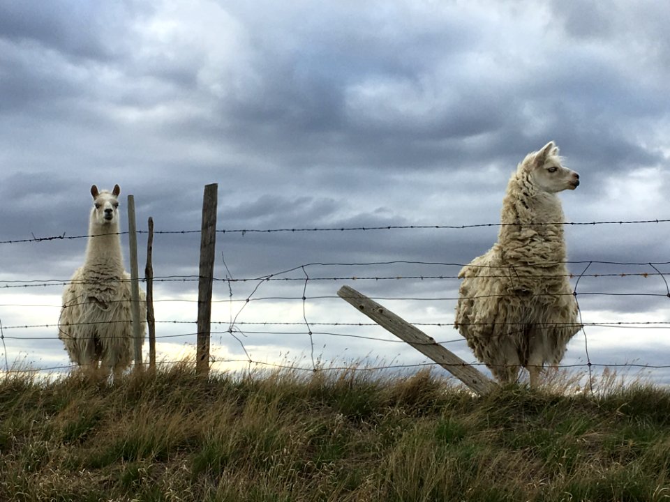 Very Curious Creatures
